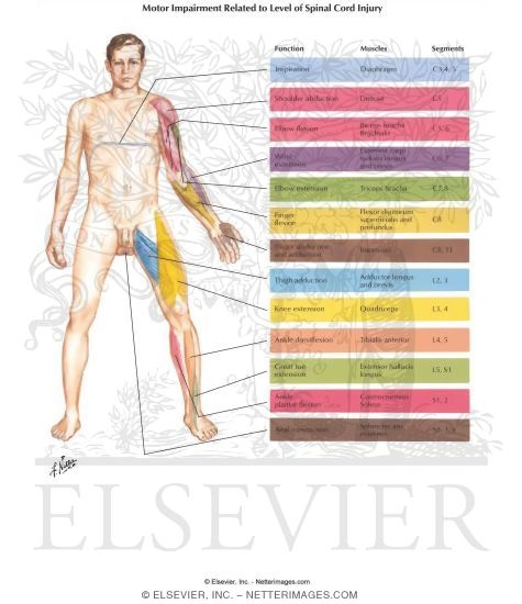 Motor Impairment Related to Level of Spinal Cord Injury