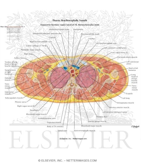 Thorax: Brachiocephalic Vessels