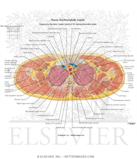 05 November - Thoracic Anatomy - 05 November 2019 APPH 3753 Thoracic Anatomy  o Transthoracic plane – - Studocu