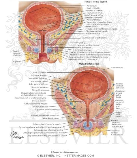 Urinary Bladder: Female and Male