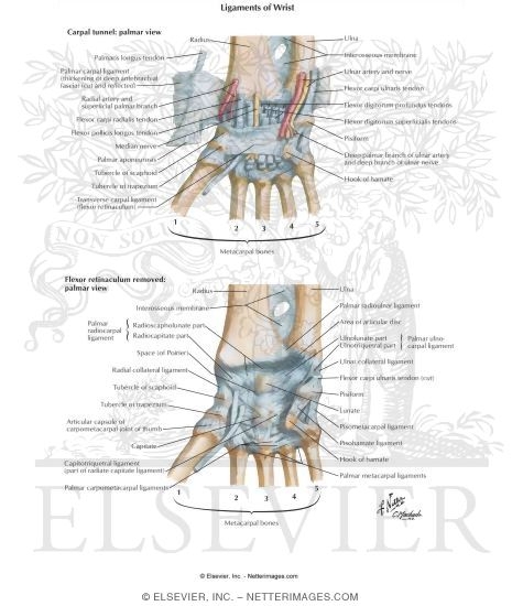 Ligaments of Volar Aspect of Wrist with Transverse Carpal Ligament Removed
Ligaments of Wrist
Joints: Wrist