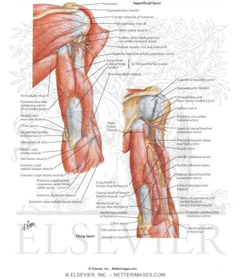 Arm Muscles With Portions of Arteries and Nerves
Muscles of Arm: Posterior View