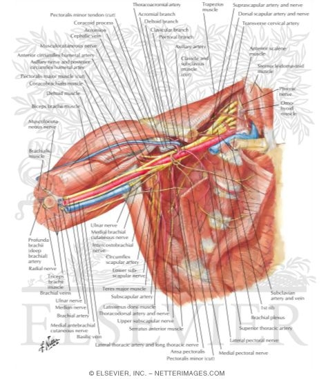 Watermarked preview of labeled image: Axilla Dissection: Anterior View