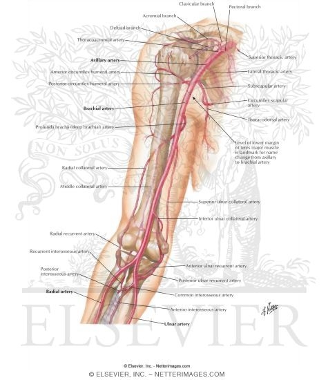 Brachial Artery and Anastomoses Around Elbow