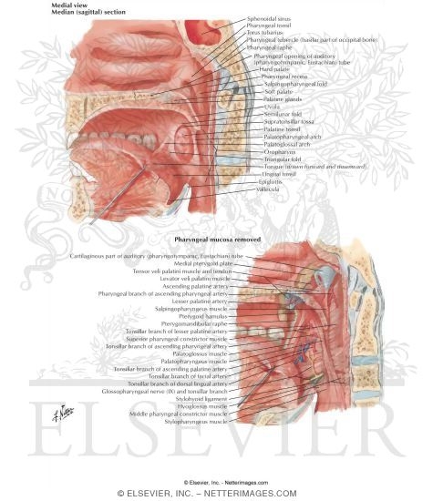 Fauces
Fauces and Tonsils