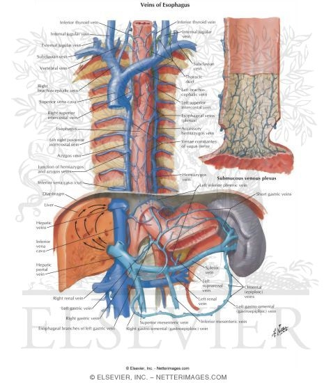 Veins of Esophagus
Venous Drainage of Esophagus