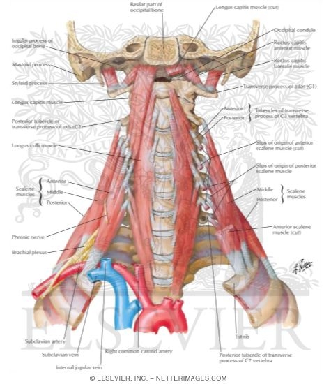 Scalene and Prevertebral Muscles