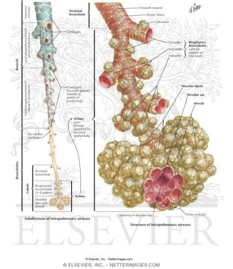 Watermarked preview of labeled image: Development of Bronchioles and Alveoli