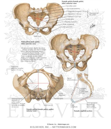 Sex Differences of Pelvis: Measurements