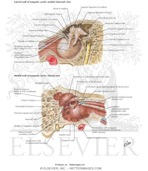 Watermarked preview of labeled image: Tympanic Cavity