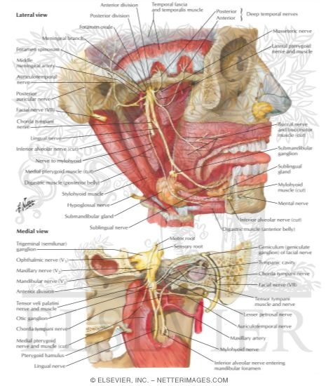 Mandibular Nerve (V3)