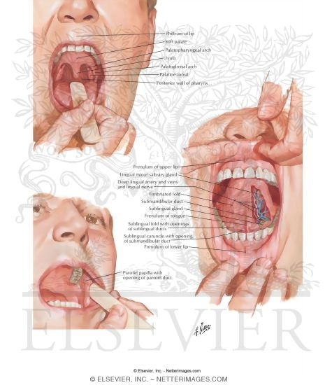 Oral Cavity 
Inspection of Oral Cavity 