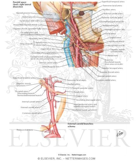Carotid Arteries