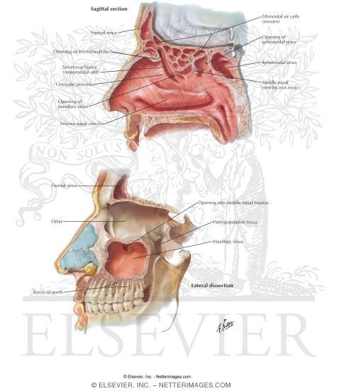 Paranasal Sinuses