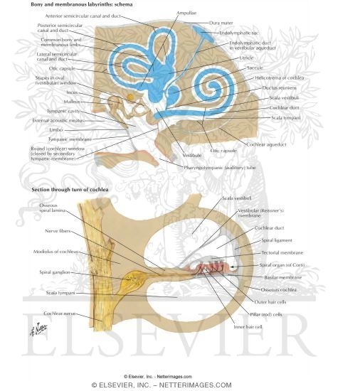 Adult Ear Organization