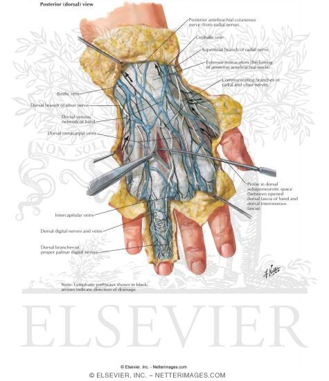 Skin and Subcutaneous Fascia of the Hand:  Posterior View