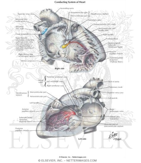 Watermarked preview of labeled image: Anatomy of the Specialized Conduction System
Conduction System of Heart