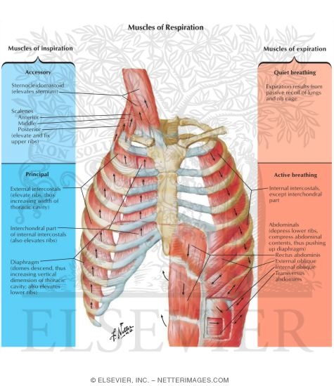 Illustration of Muscles of Inspiration - Muscles of Expiration
Muscles of Respiration
Respiratory Muscles from the Netter Collection