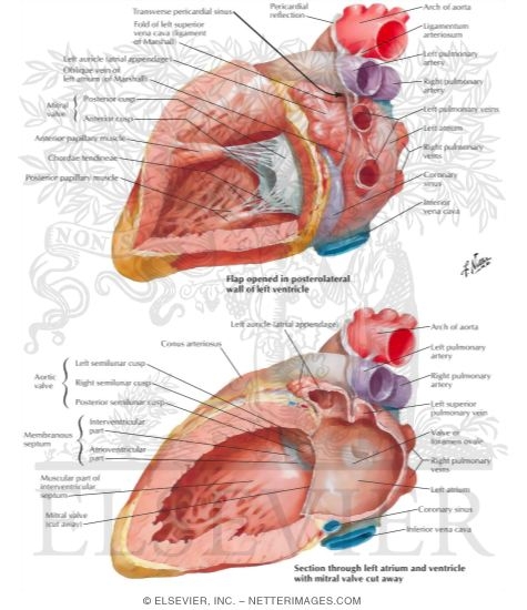 Left Atrium and Left Ventricle