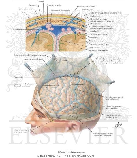 Meninges and Superficial Cerebral Veins