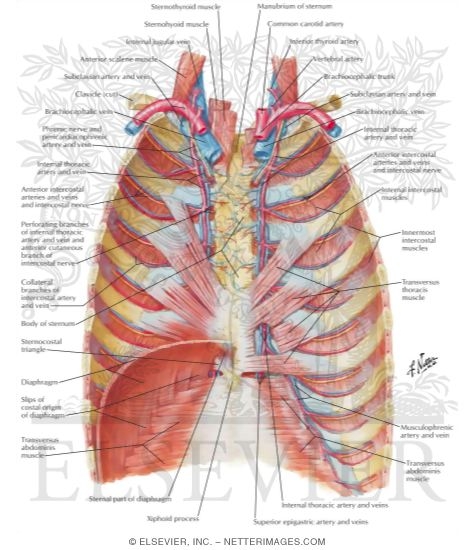 Anterior Thoracic Wall
Anterior Thoracic Wall: Internal View
