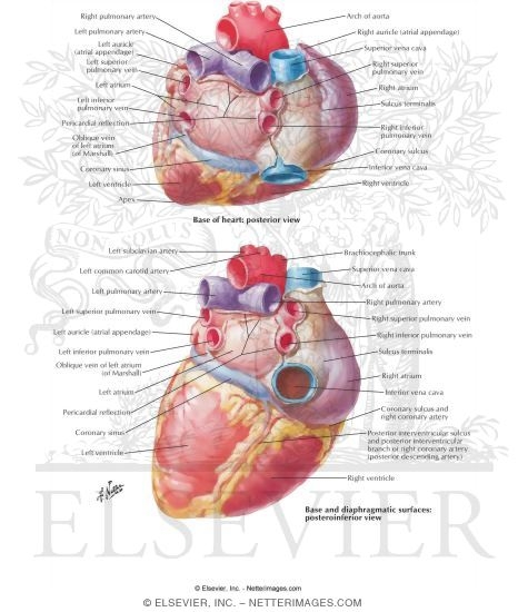 Heart: Base and Diaphragmatic Surfaces