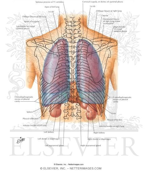 Topography of Lungs: Posterior View
