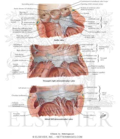 Valves and Fibrous Skeleton of Heart
Valves of Heart