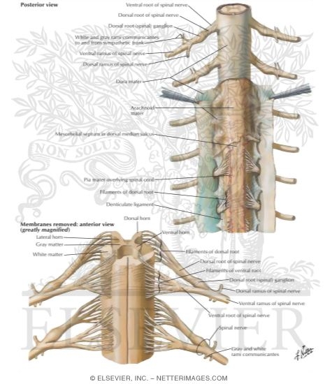 Watermarked preview of labeled image: Spinal Membranes and Nerve Roots