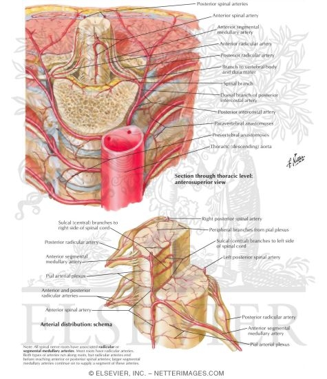 Arteries of Spinal Cord: Intrinsic Distribution