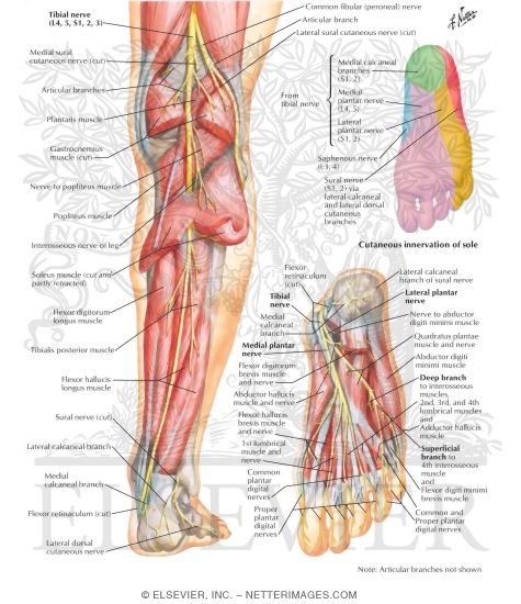 Tibial Nerve (L4, L5; S1, S2, S3)