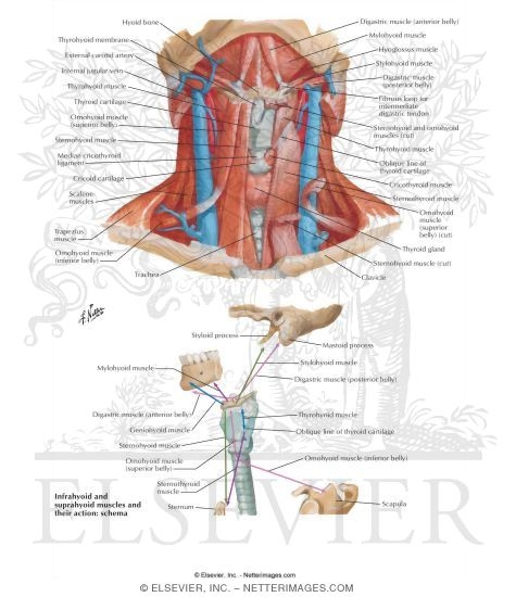 Extrinsic Muscles of the Larynx and Their Action
Infrahyoid and Suprahyoid Muscles