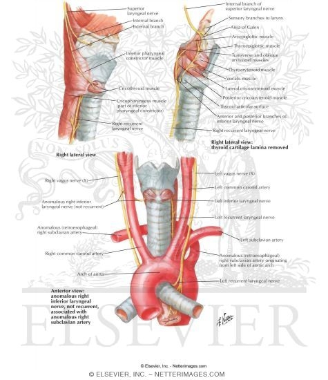 Nerves of Larynx