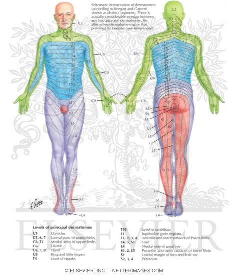 Adult Dermatomes
Dermal Segmentation