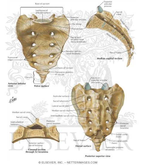 Sacrum and Coccyx Osteology Biology Diagrams
