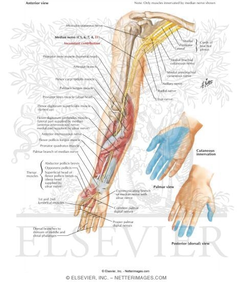 Median Nerve of Forearm
