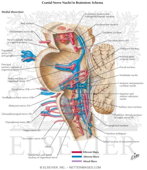 Cranial Nerve Nuclei In Brainstem Schema