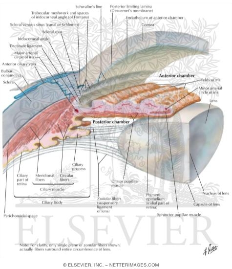 Anterior and Posterior Chambers of Eye
Anatomy of the Anterior Chamber