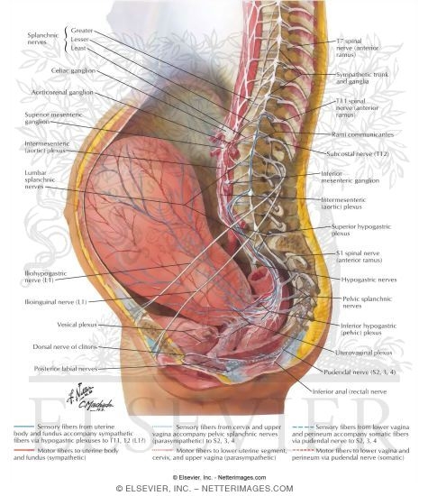 Watermarked preview of labeled image: Neuropathways In Parturition