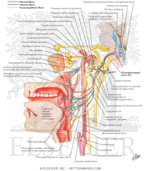 otic ganglion