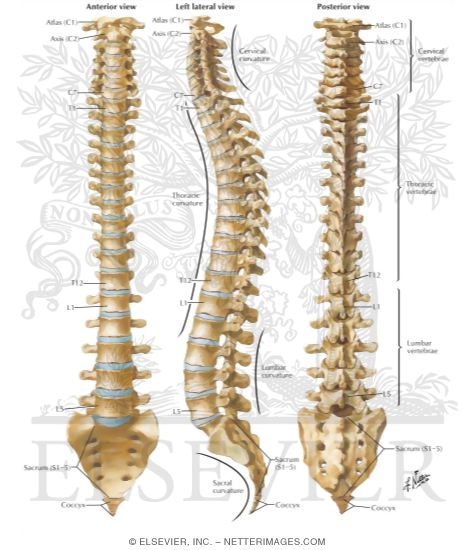 Vertebral Column