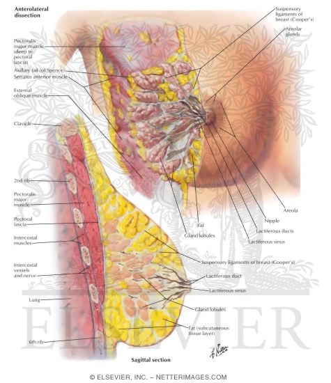 Mammary Gland