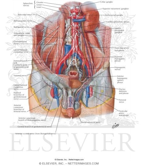 Nerves of External Genitalia: Male
Innervation of Genitalia