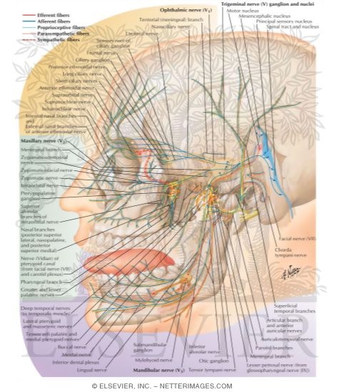 Trigeminal (V) Nerve