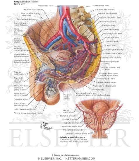 Arteries and Veins of Pelvis: Male
Blood Supply of Pelvis