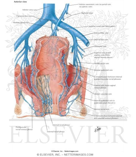 Veins of Rectum and Anal Canal
Venous Drainage of Small and Large Intestine