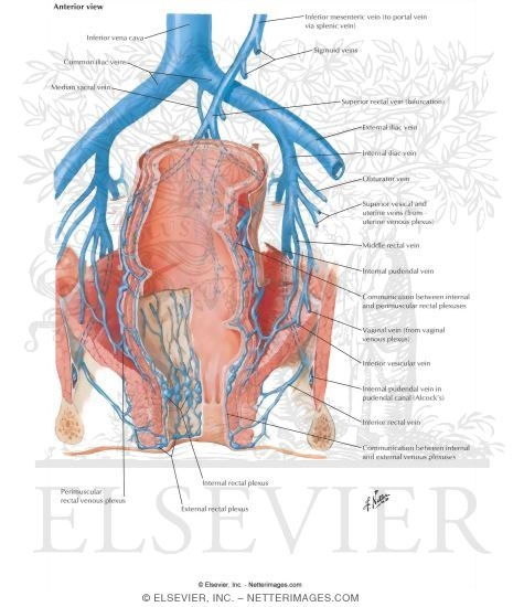 Anal Vein 108