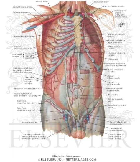 Watermarked preview of labeled image: Arteries of Anterior Abdominal Wall
Blood Supply of the Abdomen