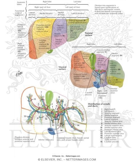 liver anatomy segments