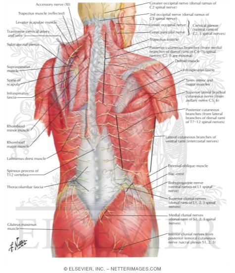 Nerves of Back